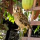 thumbnail image 4 of Colgante Espantapájaros Con Forma De Búho. Adorno Para Espantar Pájaros En El Huerto. Decoración Animal Para Patio Exterior Con Cuerda De Sisal De 60 Cm Y Cinta De 60 Cm., 4 of 8