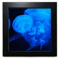 thumbnail image 1 of Image Nature Méduse Océan Cadre Carré Noir Image Murale de Table, 1 of 3