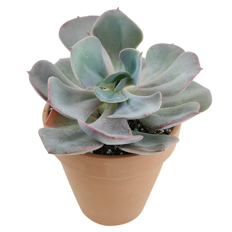 Echeveria Dusty Rose (2"+ Plastic Pot) - Tiny, Lovely, Easy to Care Rosette  Succulents - Live Succulents for Indoor Places - Walmart.com