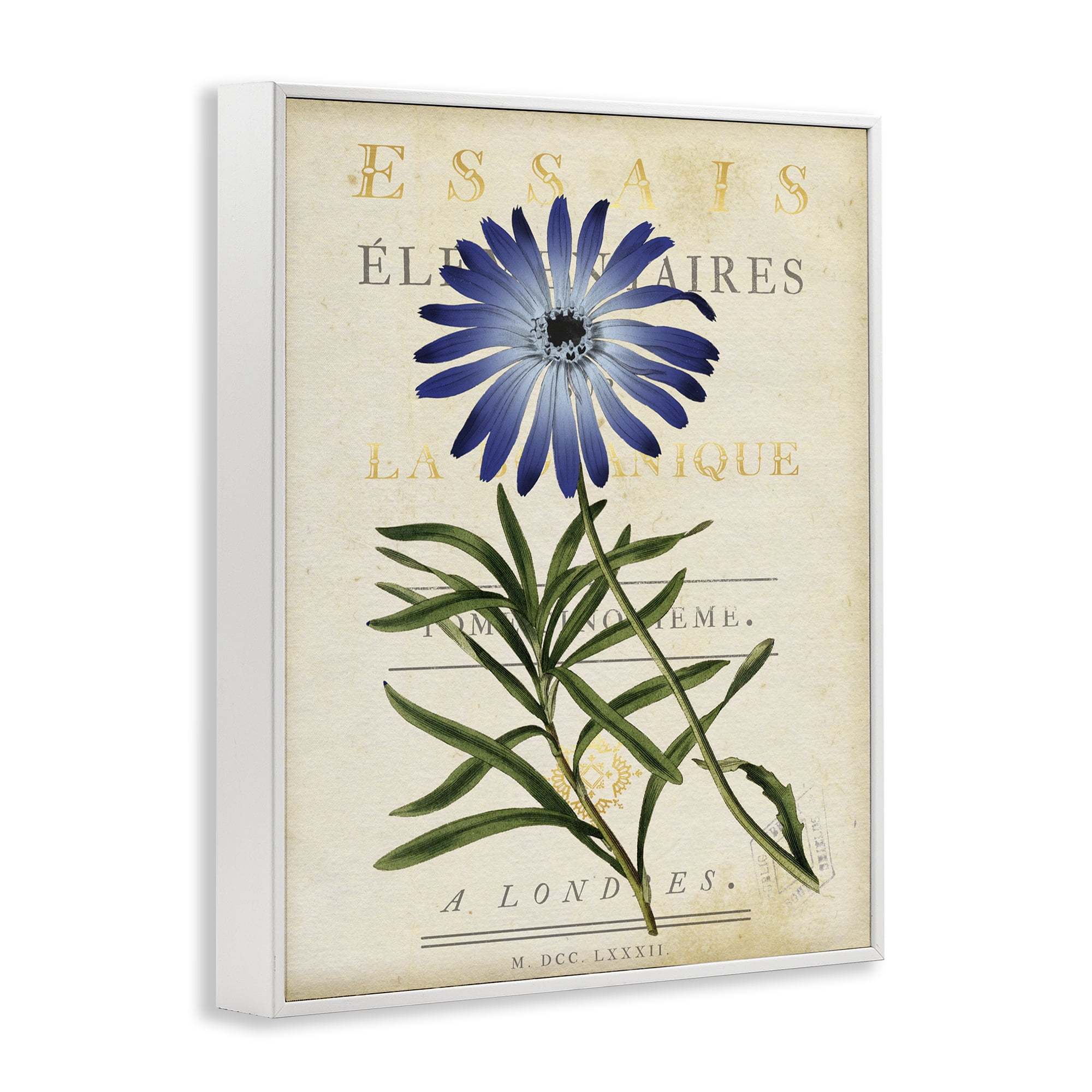 Stupell Industries Natural Botany Daisy White Framed Giclee Art, design by Susan Arnot