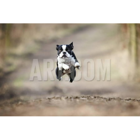 Beautiful Fun Young Boston Terrier Dog Trick Puppy Flying Jump and Running Crazy Print Wall Art By Best dog