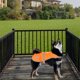 thumbnail image 5 of Chaleco reflectante para mascotas, ajustable, de alta visibilidad, tejido 300D, resistente, para perros, chaleco de seguridad para paseos nocturnos al aire libre, 5 of 5