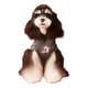 thumbnail image 1 of Ropa Para Perros Otoño E Invierno, 1 of 8