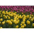 thumbnail image 1 of Posterazzi DPI1831063 Tulips Poster Print by David Chapman, 18 x 12, 1 of 1