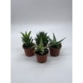 thumbnail image 3 of Aloe Variety Assortment, 3 inch pots, 4 Different Aloe Succulents, Full Sun, 3 of 9