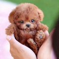thumbnail image 3 of Milow Robot Puppy, Milow - My Realistic Robot Puppy, 3 of 4