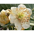thumbnail image 3 of Hardy Fuzzy Kiwi Plants - Actinidia chinensis - Vincent/Tomuri 2 Plants - 4" Pot, 3 of 4