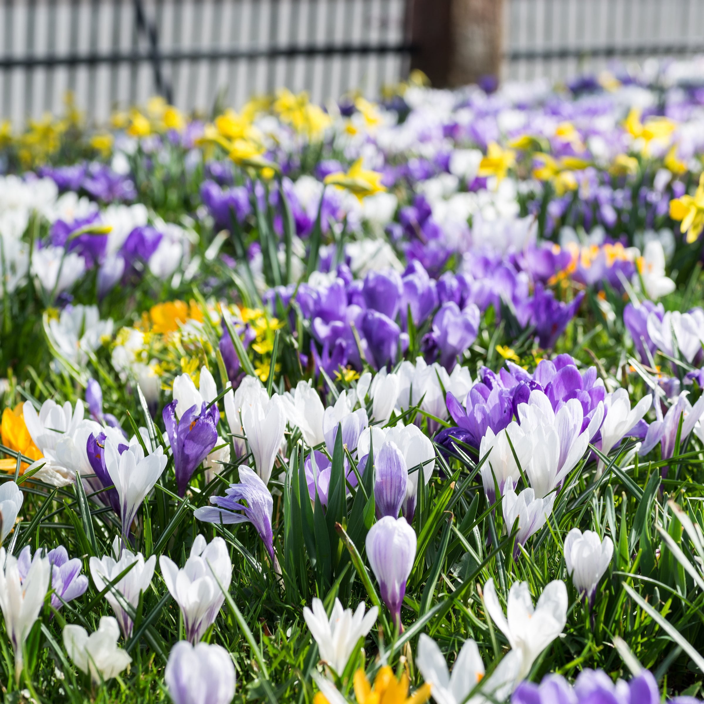 National Plant Network Crocus Mixed Colored Live Bulbs (50-Pack)