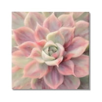 Stupell Industries Pink Symmetrical Succulent Botanical & Floral Painting Gallery Wrapped Canvas Print Wall Art, 36 x 36