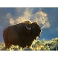thumbnail image 2 of Fitzharris, Tim 14x12 Black Ornate Wood Framed with Double Matting Museum Art Print Titled - Bison, 2 of 4