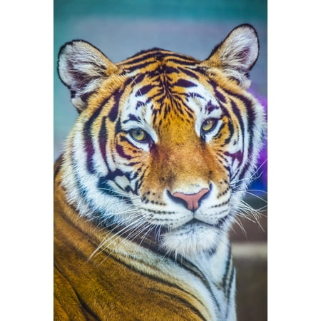 - Portrait of Bengal Tiger endangered species captive Chippewa Falls Wisconsin United States of America Poster Print by Blake Kent Design Pics