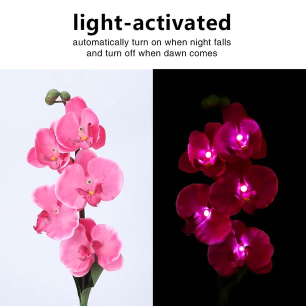 Luz de LED cómoda luz de solar IP65 que ahorra energía para jardín ANGGREK Otros
