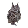 thumbnail image 1 of Visit the Sunlet Store Owl Reflective Double Acrylic Bird Scarecrow Decoy Effective Guard, 1 of 5