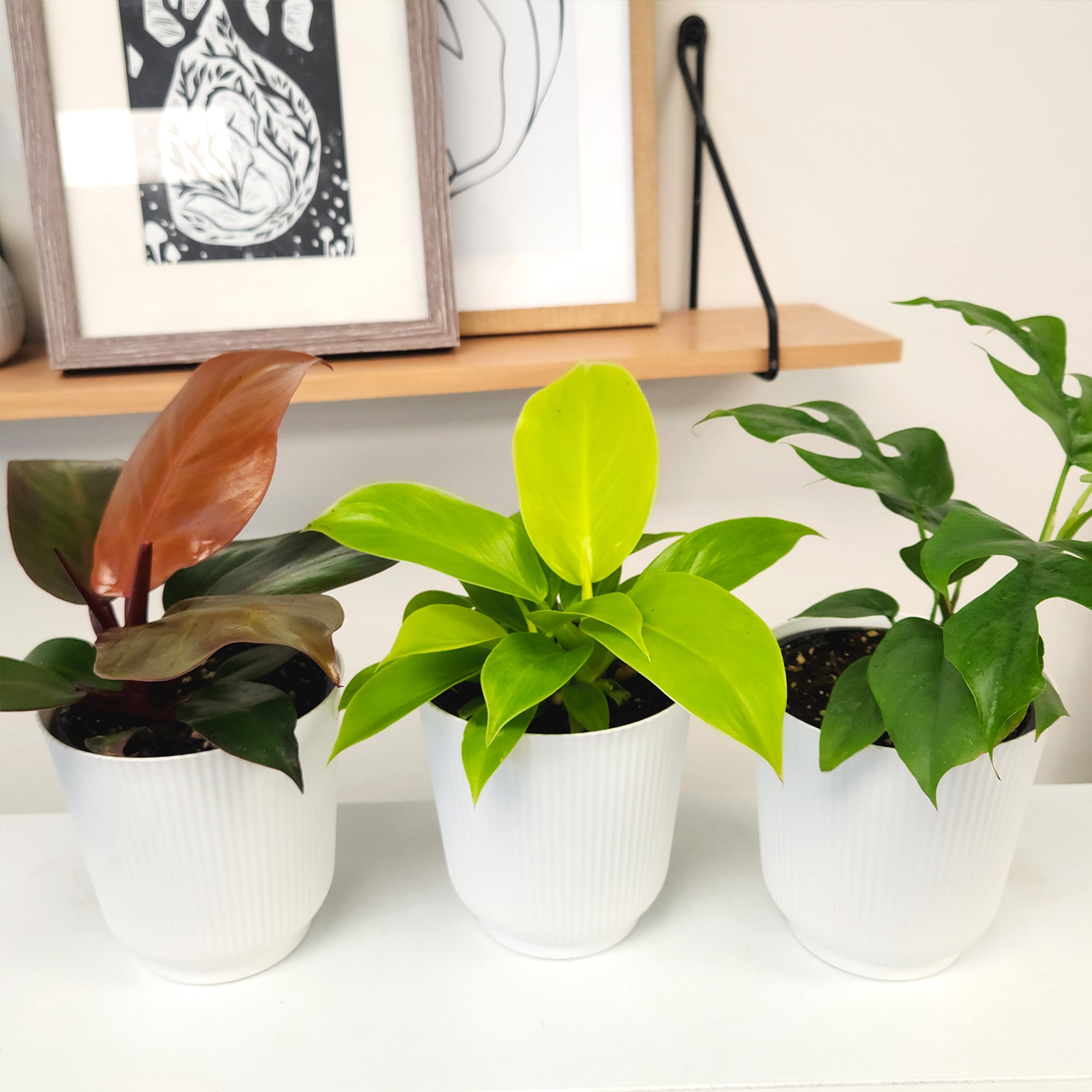 Element Live Philodendron Plant Variety Pack, Includes 4.25in White Deco Pots, Easy Care, (3 Count)