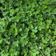 thumbnail image 2 of Micro Clover Seeds for Lawn - Microclover Seed for Planting - 1 Lb. ~400,000 Seeds - Drought-Tolerant Mini Clover Seed - Grass Alternative Miniclover Seeds for Lawn, 2 of 4