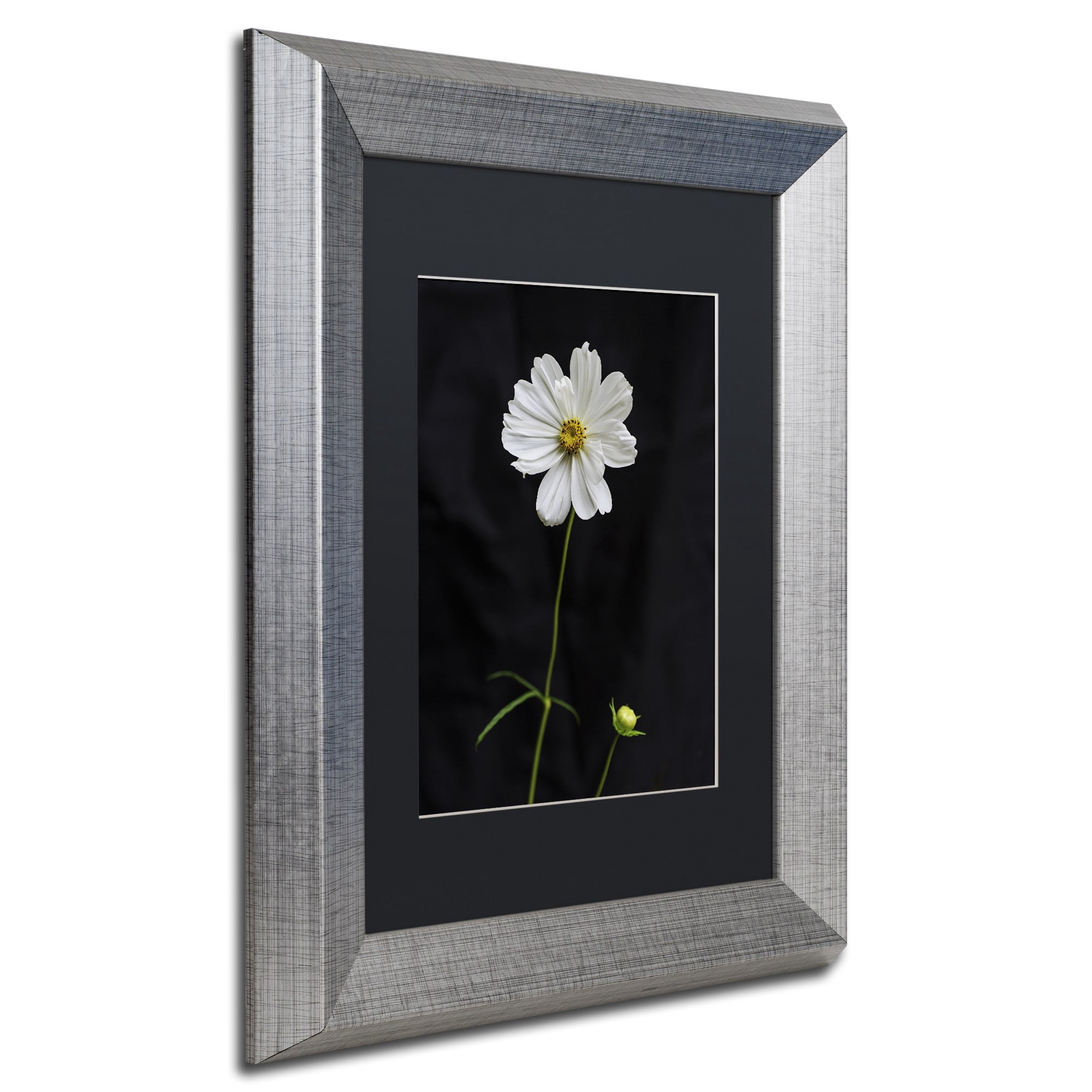 Trademark Fine Art "White Cosmos on Black" Canvas Art by Kurt Shaffer, Black Matte, Silver Frame