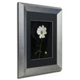 thumbnail image 4 of Trademark Fine Art "White Cosmos on Black" Canvas Art by Kurt Shaffer, Black Matte, Silver Frame, 4 of 4