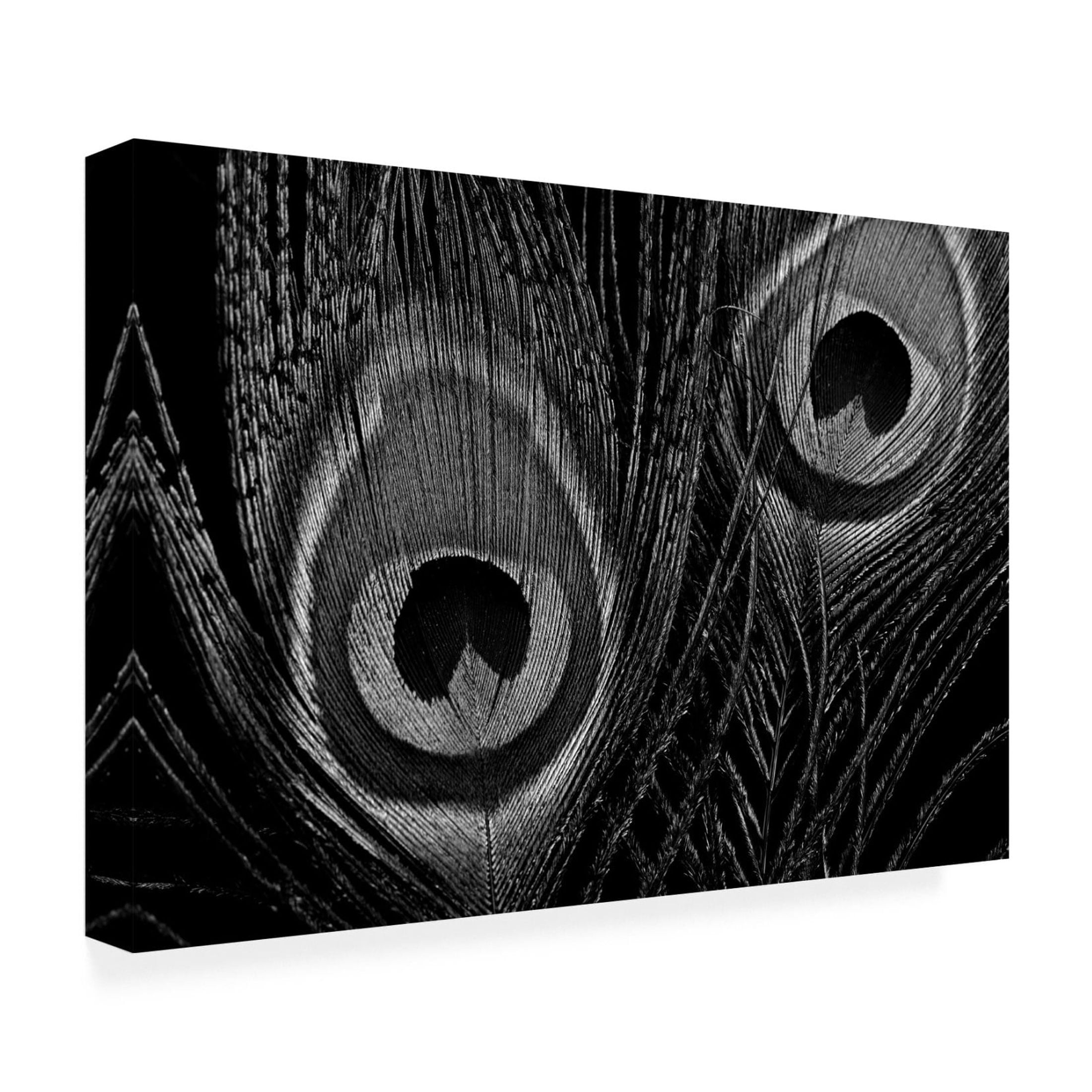 Canvas Wall Art - Tom Quartermaine 'Black and White Peacock Feathers Close up' Wall Art for Living Room, Bedroom, or Office Décor by Trademark Fine Art - 19 x 12 Inches