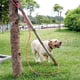 thumbnail image 3 of Correa para perro Correa larga para entrenamiento al aire libre, 3 of 5