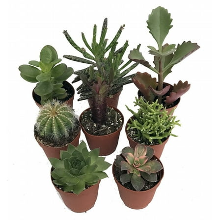 Instant Cactus/Succulent Collection - 8 Plants -Terrarium/Fairy Garden- 2" pots
