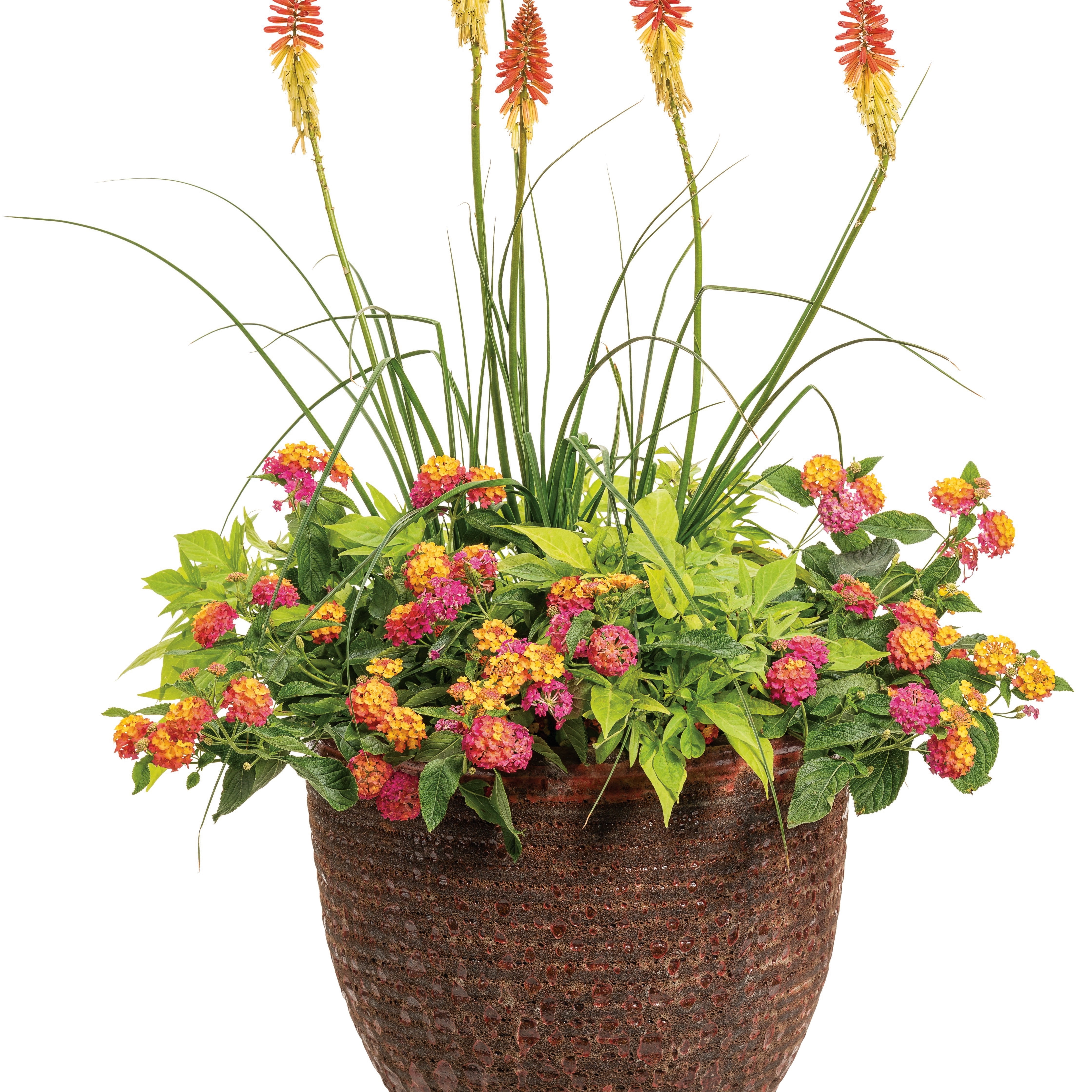 Proven Winners 12" Multicolor Pyromania 'Rocket's Red Glare' Red Hot Poker (Kniphofia hybrid) Perennial Live Plant in 7.13" Pot
