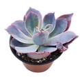 thumbnail image 4 of Echeveria Afterglow (4"+ Minimalist Pot) - Tiny, Lovely, Easy to Care Rosette Succulents - Live Succulents for Home Indoor Place, 4 of 6