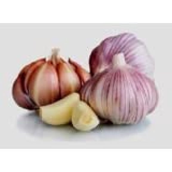 Garlic Bulb (7 Bulbs), Fresh Siberian HARDNECK Garlic Bulb for Planting and Growing Your OWN Garlic OR Eating