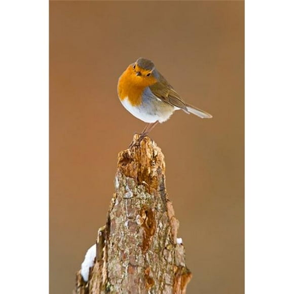 Danita Delimont PDDEU33DSL0053B Uk Robin Bird On Tree Stump Winter Poster Print by David Slater, 11 x 17