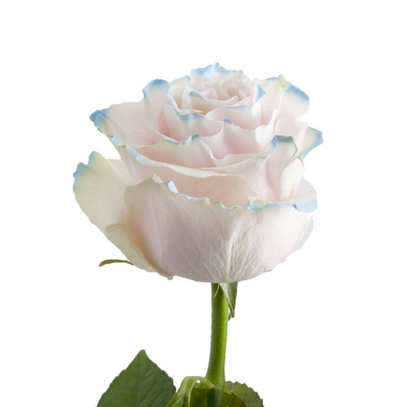 Painted Summer Roses - Farm Direct Fresh Cut Flowers - 50 Stems