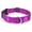 Bright Purple, variant on Country Brook Petz® Coral Durable Nylon Martingale with Deluxe Buckle - Made in the USA, Large