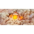 thumbnail image 4 of Ocean Piggy Bank, Clown Fish Swimming in Tentacles in Pacific Ocean Bali Indonesia Marine Wildlife, Ceramic Coin Bank Money Box for Cash Saving, 3.6" X 3.2", Beige Orange, by Ambesonne, 4 of 4