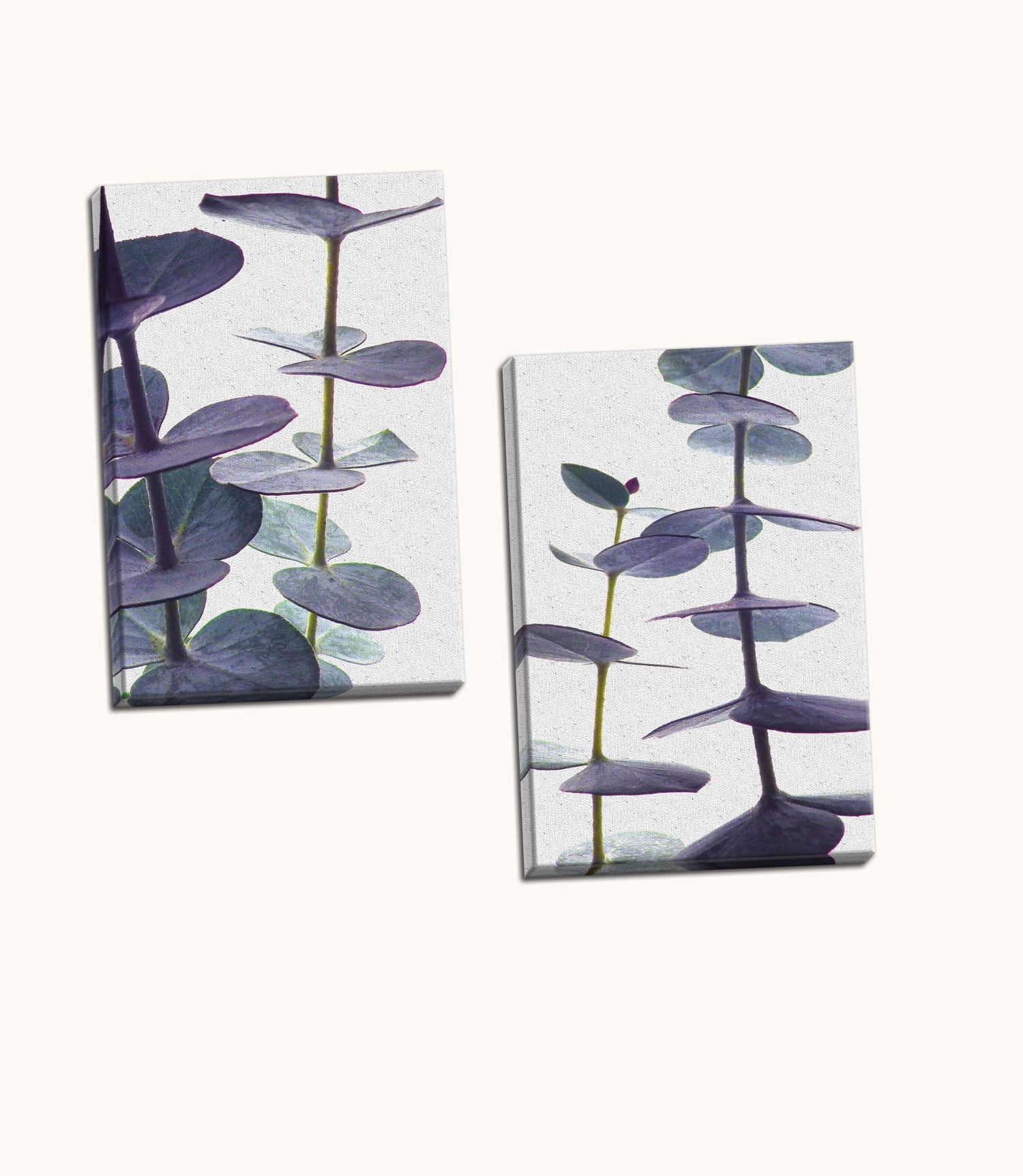 Eucalyptus Purple and Teal Eucalyptus Branch Photograph