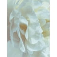 thumbnail image 2 of Pollard, David 12x14 White Modern Wood Framed Museum Art Print Titled - Peony Pale Yellow Blush II, 2 of 4