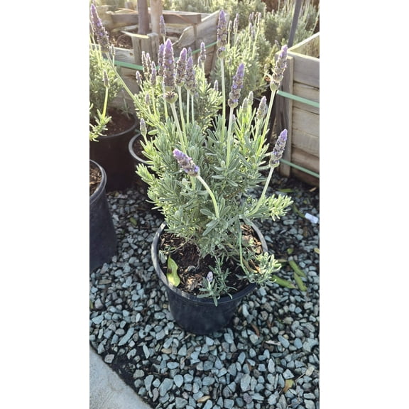 Lavandula Dentata Lavander Bush 5 gallon pot - Get similar