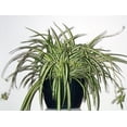 thumbnail image 2 of Ocean Spider Plant - Cleans the Air - NEW - 6" Hanging Basket, 2 of 4