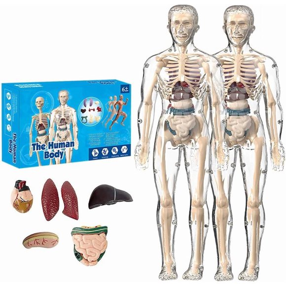 2025 New Clear Human Body Structure Anatomy Model 2PCS
