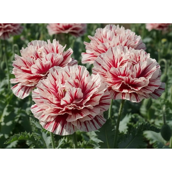 100 Seeds Flemish Antique PEONY POPPY MIXED Colors Papaver Peoniflorum Flower Seeds