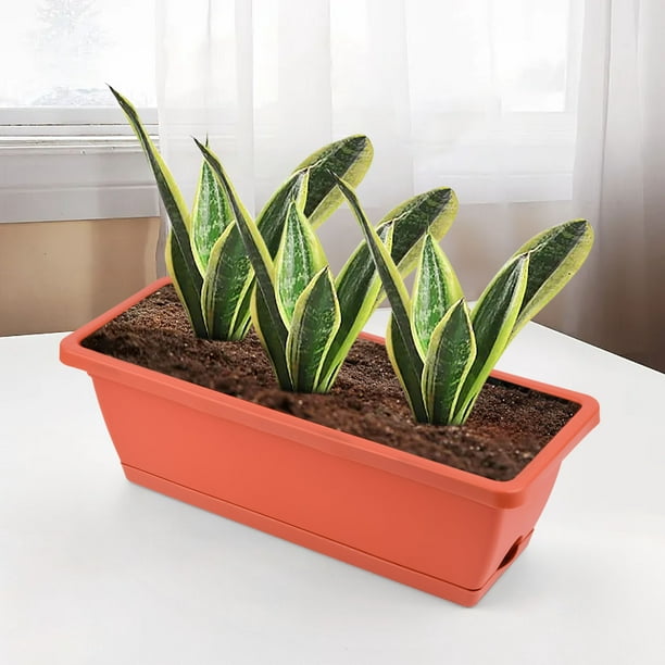 eucalyptus plant indoor for sale Eucalyptus cinerea Silver Dollar Tree