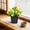 🔥 Yellow, variant on Viflosae Artificial Plants Artificial Plants Artificial Potted Plants Core Desktop Greenery Small Bonsai Ornament Plastic Faux Leaves Mini Pot Decor for Office Table Shelf and Home Room Styling