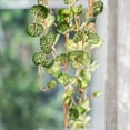 thumbnail image 2 of Begonia Leaf Hanging Vine 27" Long, 2 of 14