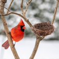 thumbnail image 5 of Handmade Vine Twig Bird Nest Home Nature Craft Holiday for Photo Garden Decor, 5 of 5