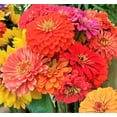 thumbnail image 3 of TomorrowSeeds - Dahlia Flowered Mix Zinnia Seeds - 3000+ Count - For 2026 Planting Zinnia Elegans, 3 of 6