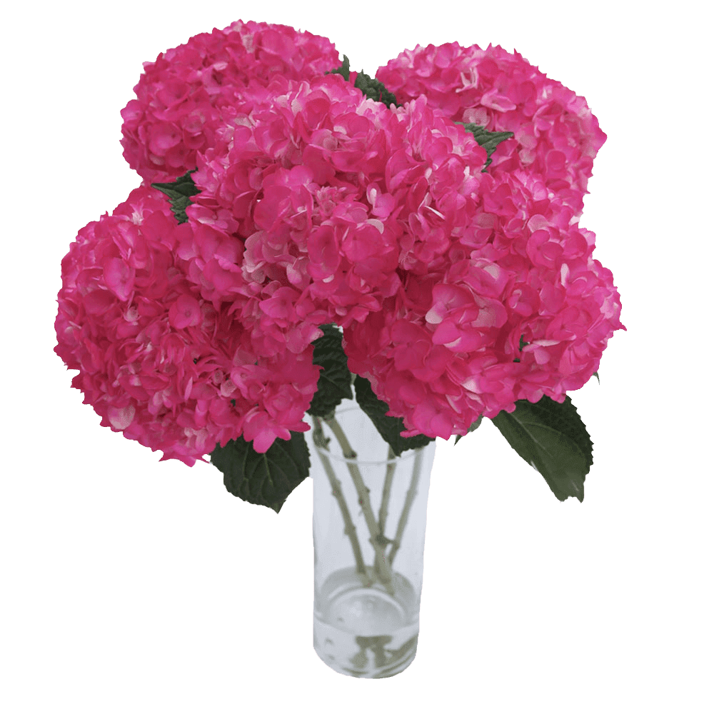 40 Purple Hydrangea Flowers- Beautiful Fresh Cut Flowers