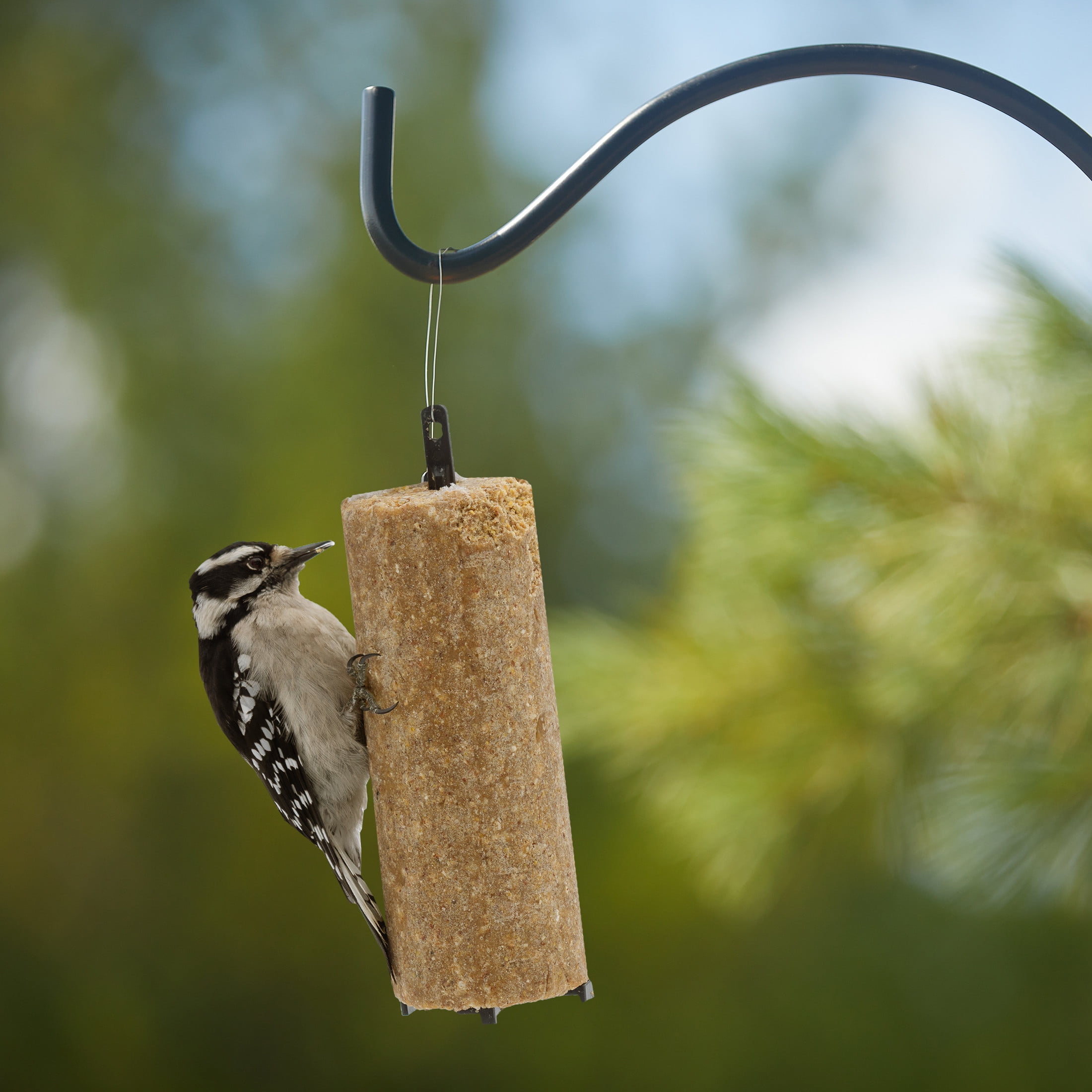 (2 pack) C&S Peanut Delight No Melt Suet Dough Log, Suet Dough for Wild Birds, 1 Pound, Pack of 8