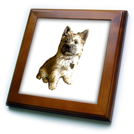 - 3dRose The Cutest Cairn Terrier in the World Cuter than Toto Wizard of Oz - Framed Tile, 6 by 6-inch