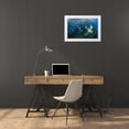 thumbnail image 3 of Shimlock, Jones 24x17 White Modern Wood Framed Museum Art Print Titled - Indonesia Schooling fish in the Dampier Strait, 3 of 4
