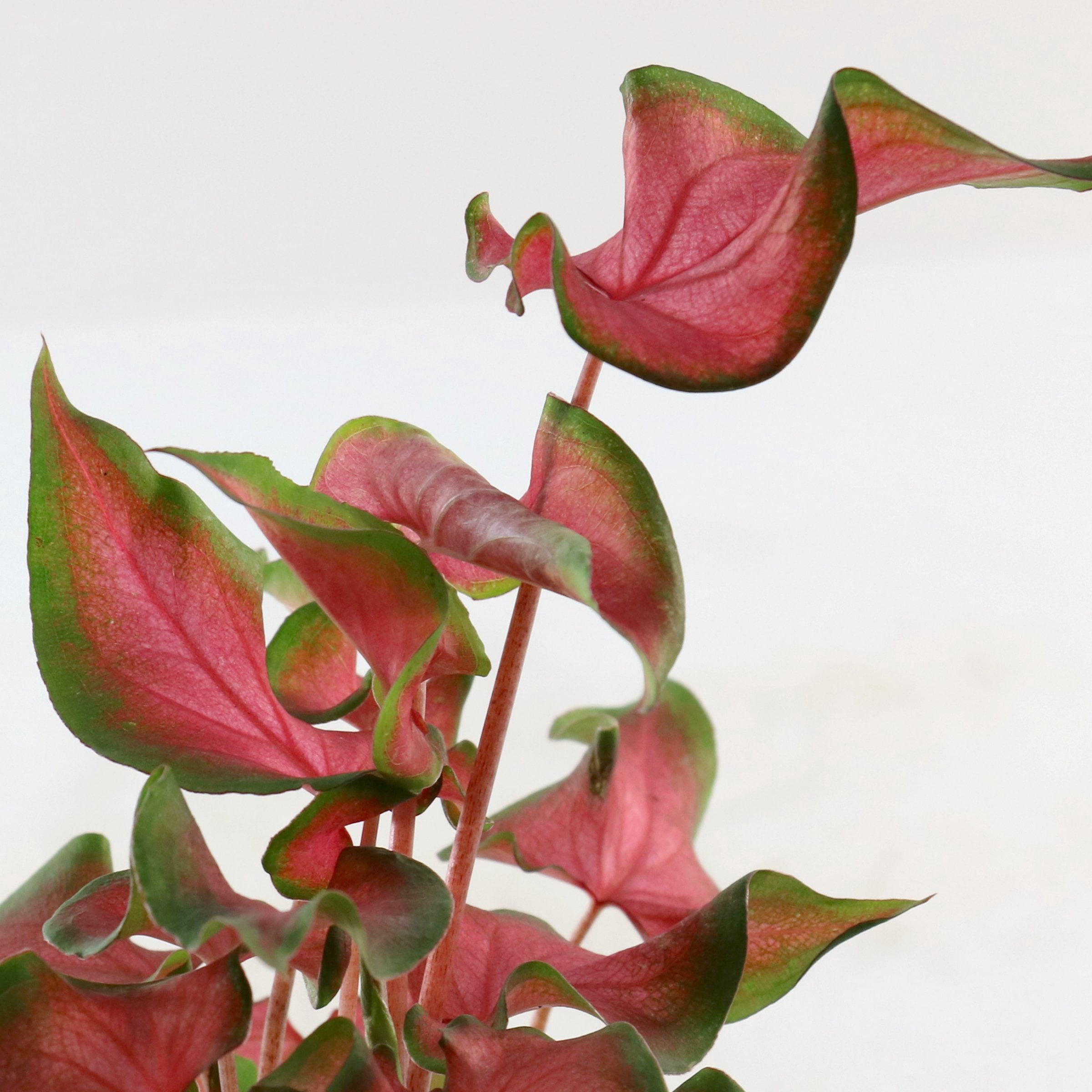 4 in. Caladium Fairytale Princess Plant in Grower Container (3-Pack)