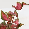 thumbnail image 6 of 4 in. Caladium Fairytale Princess Plant in Grower Container (3-Pack), 6 of 9