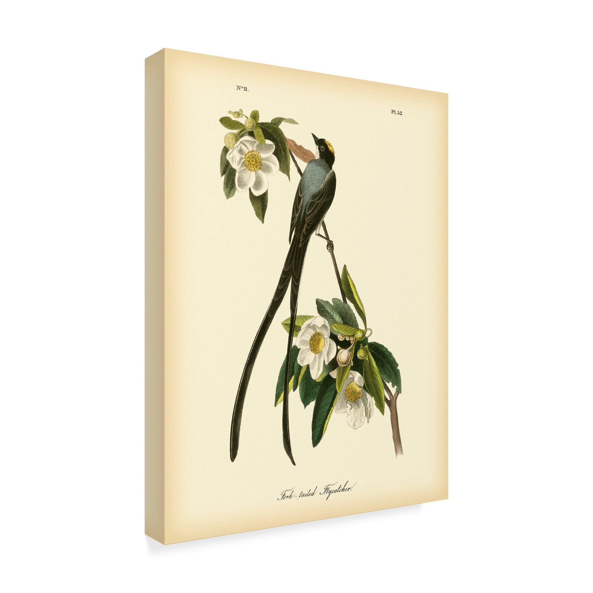 Trademark Fine Art 'Fork tailed Flycatcher' Canvas Art by John James Audubon