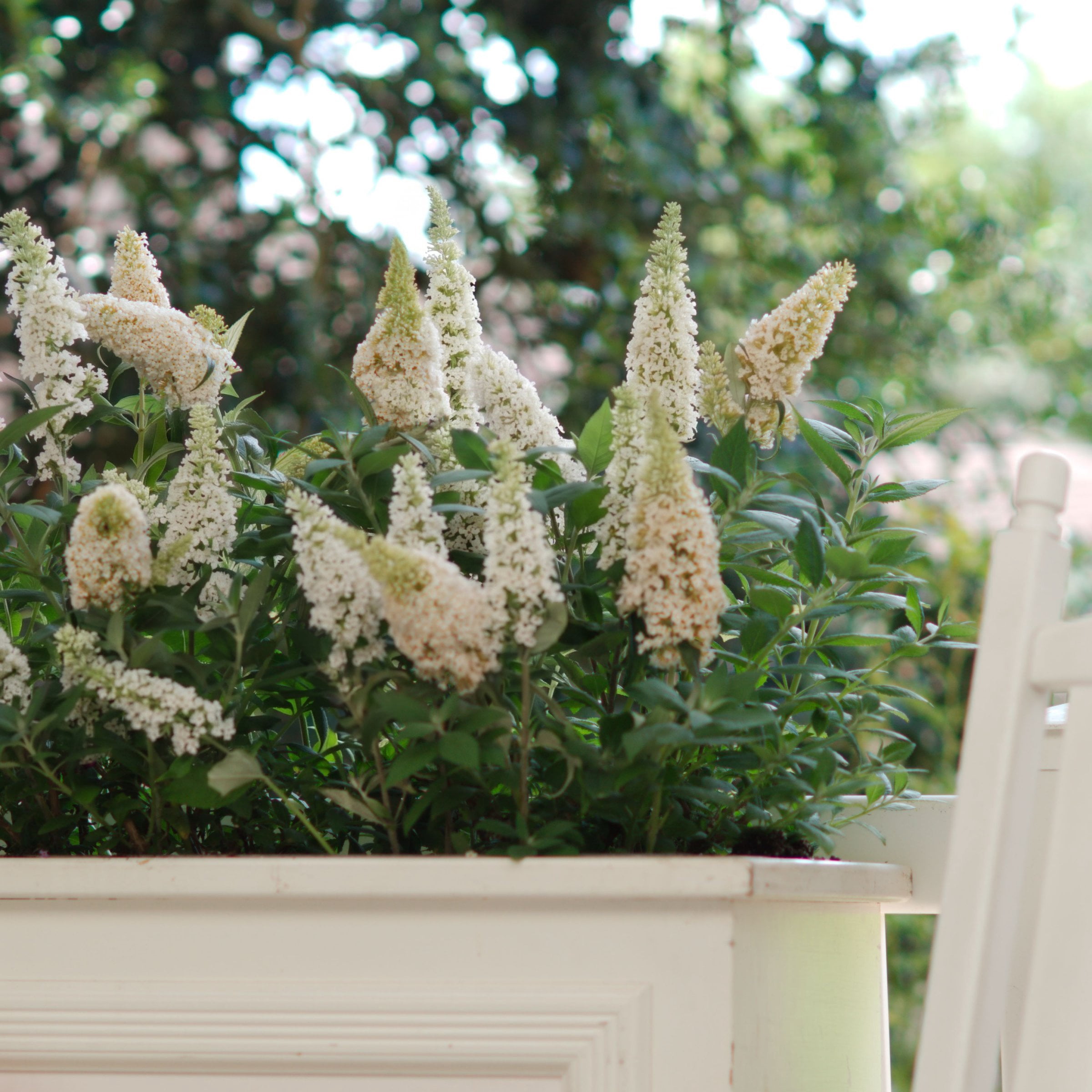 National Plant Network 3.25 in. Buddleia Ivory Buzz (16-Pack)